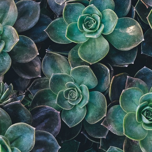 Meet your Posher, Sara - Picture 1 of 1